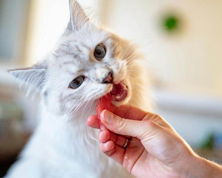 Безопасные лакомства. Какие человеческие продукты можно давать кошкам?