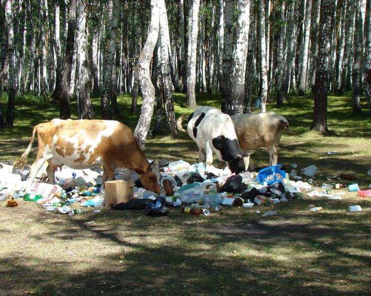 Как сделать мир чище, используя современные технологии